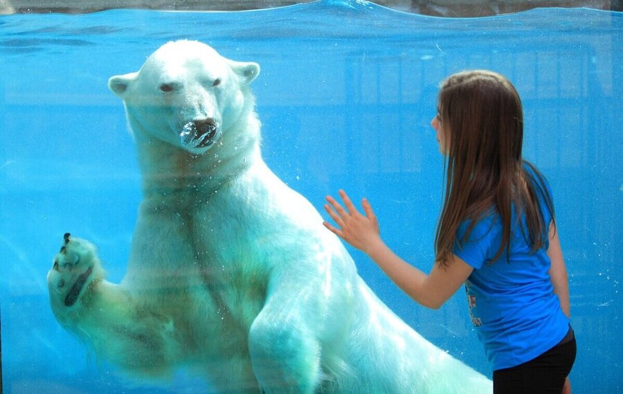 Young girl in front of a polar bear at the Saint-Félicien Zoo