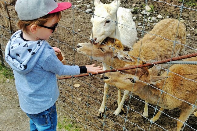 Nourrir les animaux au Zoo de Falardeau