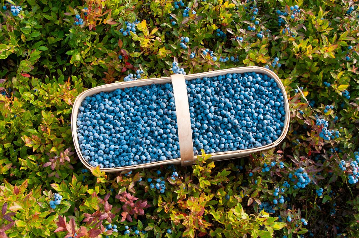 Basket of wild blueberries in a tourist blueberry field
