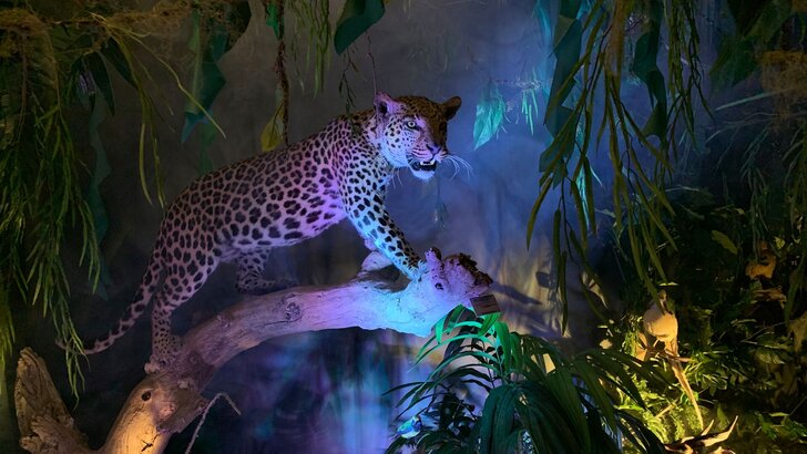 Léopard dans un décor tropical de l’Univers Bilodeau