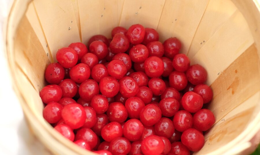 Basket of cherries