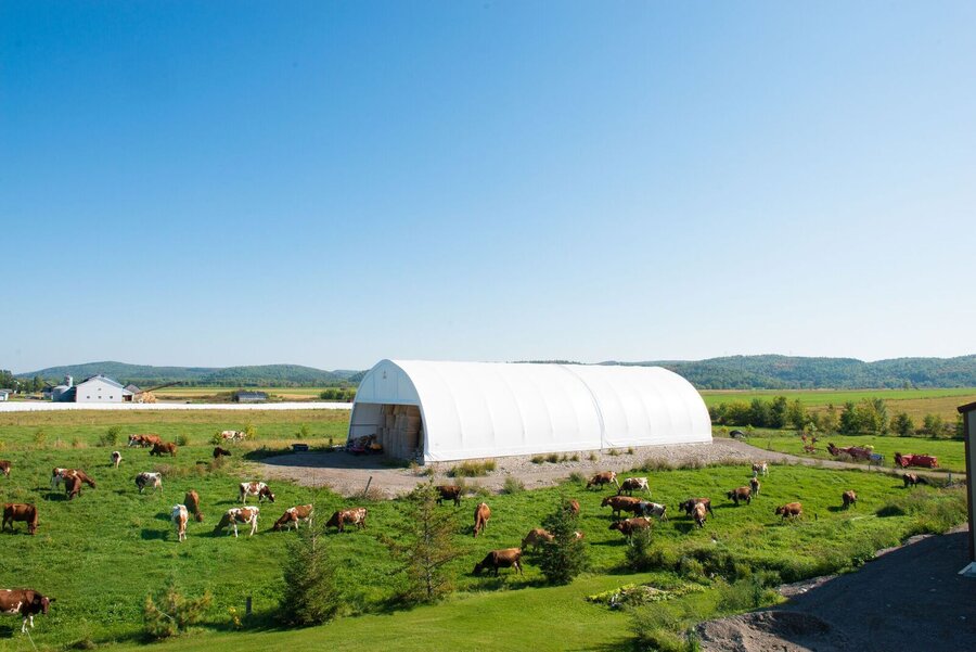 Vaches au pâturage de la Fromagerie L’Autre Versant