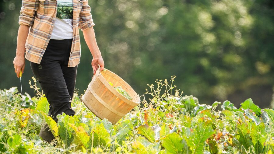 Promenade dans un champ pendant une belle journée