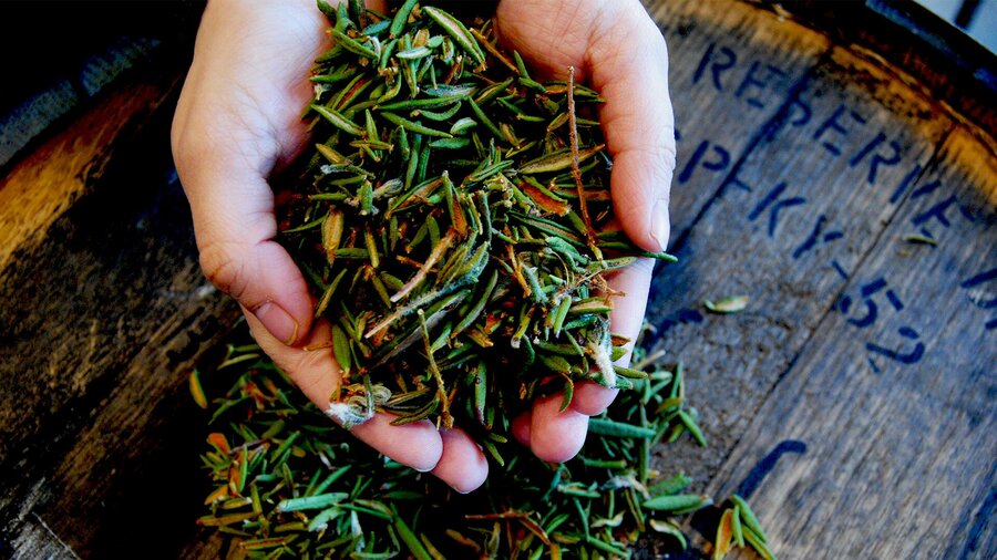 Hands holding fresh boreal herbs