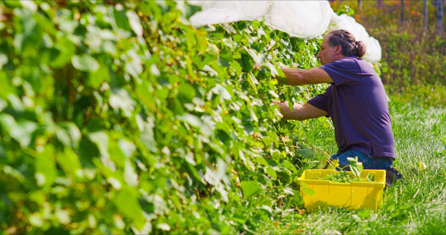 A harvester picking grapes in a vineyard