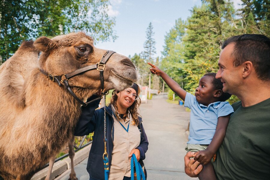 Visitors picnicking near camels at Saint‑Félicien Zoo