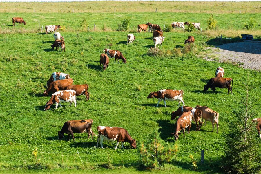 Field with herd of cows