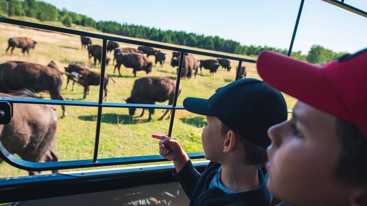 Enfant regardant des bisons d'Amérique par la vitre d'un train