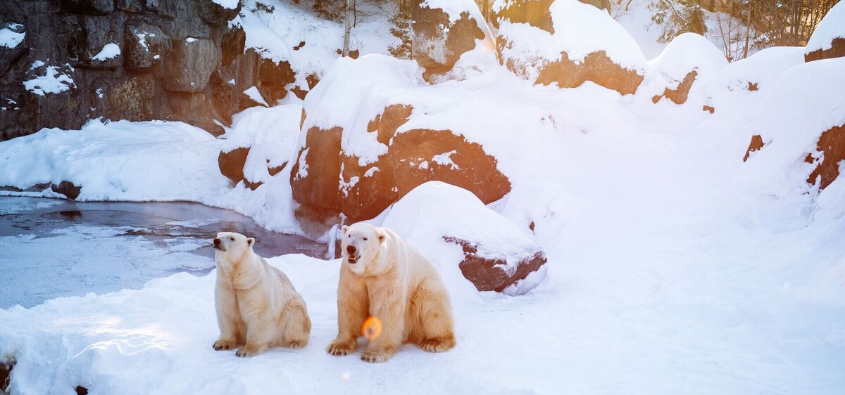 Ours polaires - Zoo Sauvage de Saint-Félicien