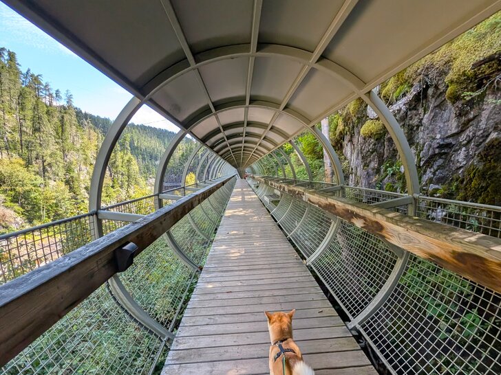 Chien sur une passerelle suspendue dans la gorge du Trou de la Fée