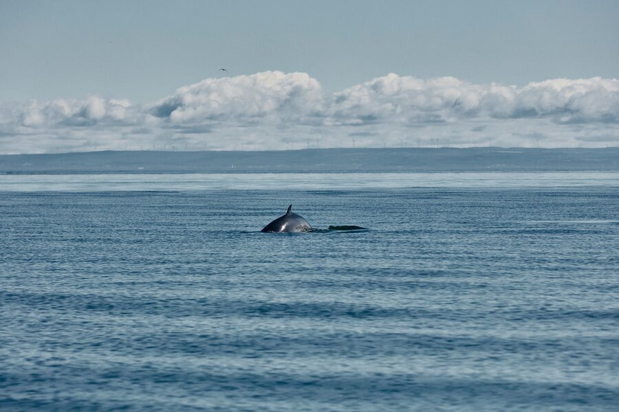 Petit rorqual qui sort de l'eau au large.