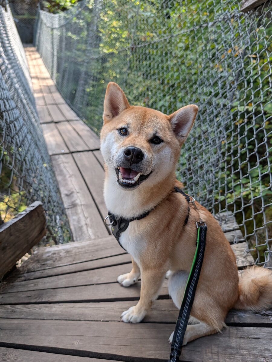 Chien sur les passerelles au Parc le Trou de la Fée