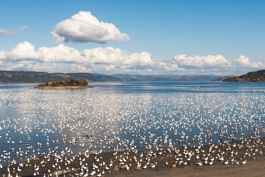 Migratory birds on the Saguenay Fjord