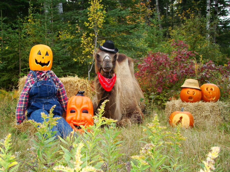 Chameau déguisé en cowboy entouré de citrouille d'Halloween