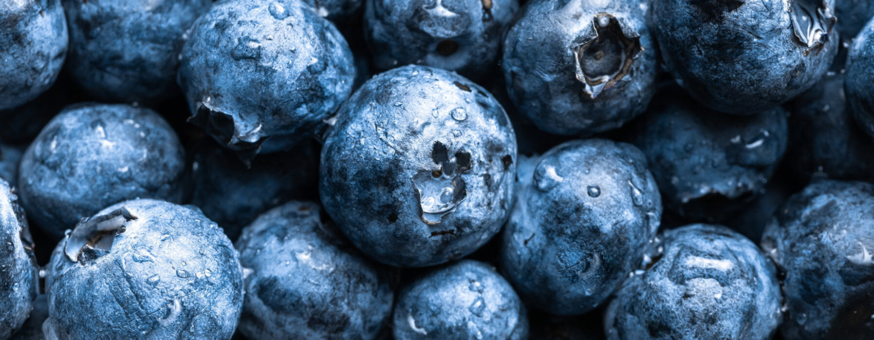 Autocueillette Bleuets Plaisir, Les Bleuets Bio du Marquis